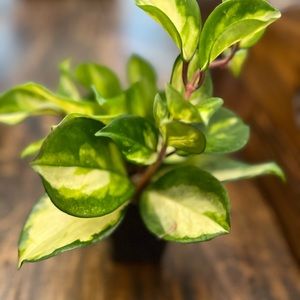 Hoya carnosa krimson princess